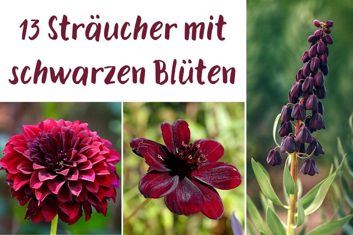 13 Sträucher mit schwarzen Blüten