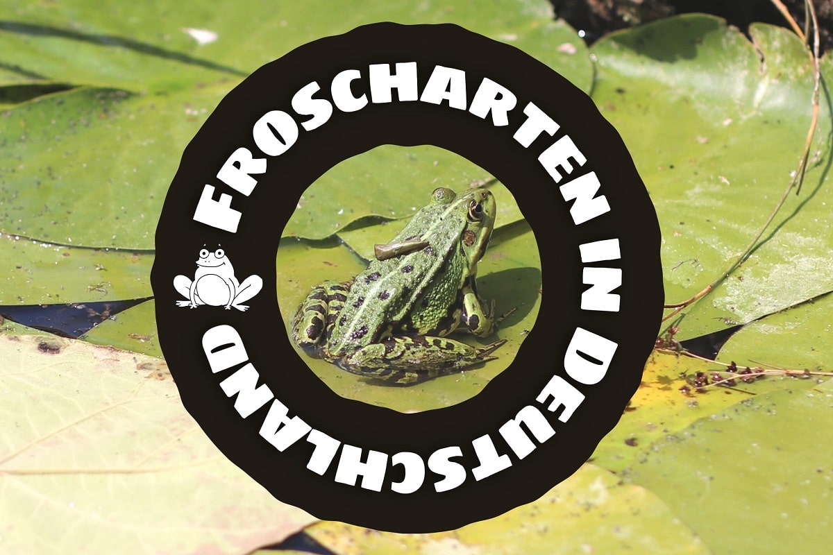 Froscharten in Deutschland - Frosch auf Seerosenblatt