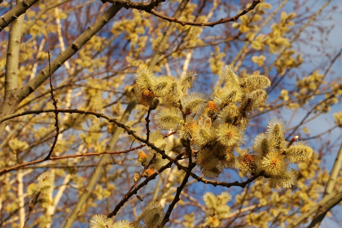 Hängende Kätzchenweide (Salix caprea)