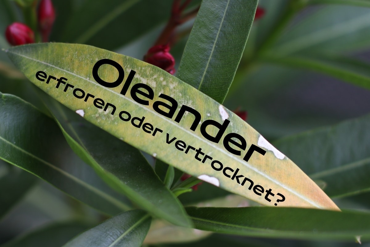 Ist mein Oleander erfroren oder vertrocknet? Titelbild