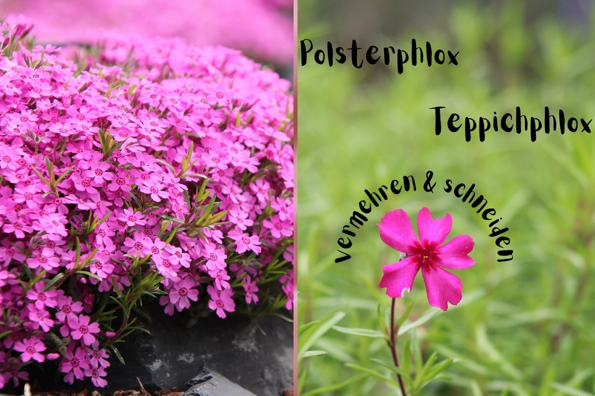 Polsterphlox, Teppichphlox: vermehren & schneiden - Titelbild
