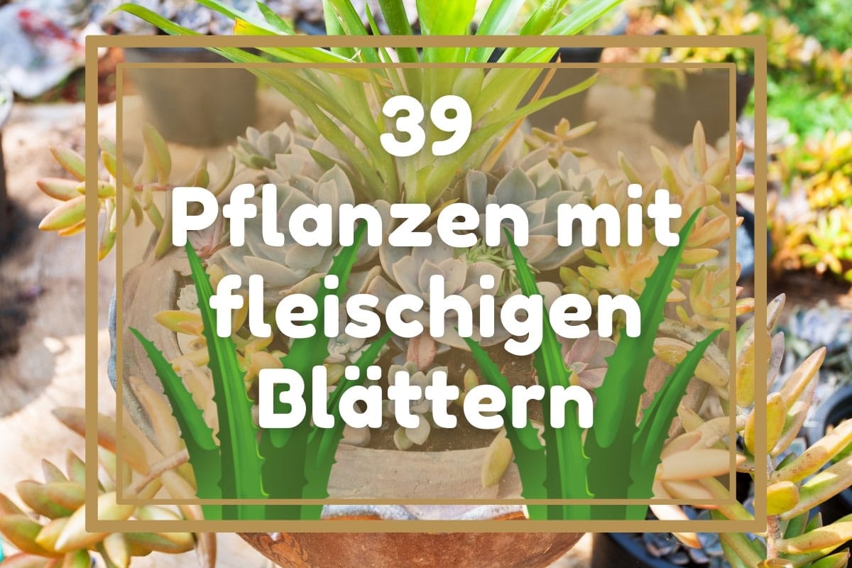 39 Pflanzen mit fleischigen Blättern von A-Z - Titelbild