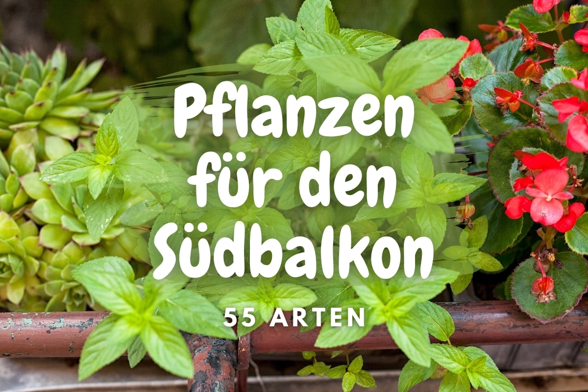 55 perfekte Pflanzen für den Südbalkon - Titelbild