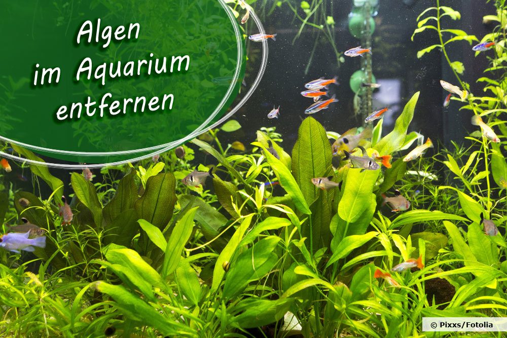 Algen im Aquarium entfernen