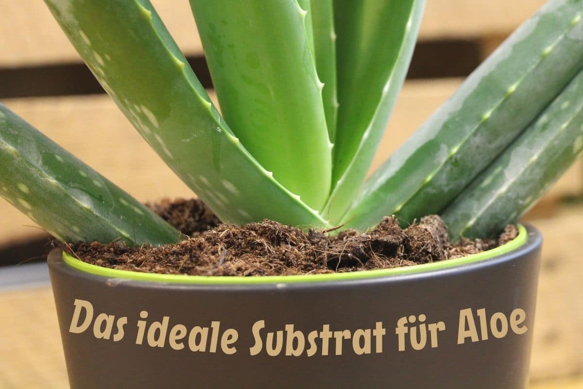 Aloe Vera im Topf - Fokus auf Substrat