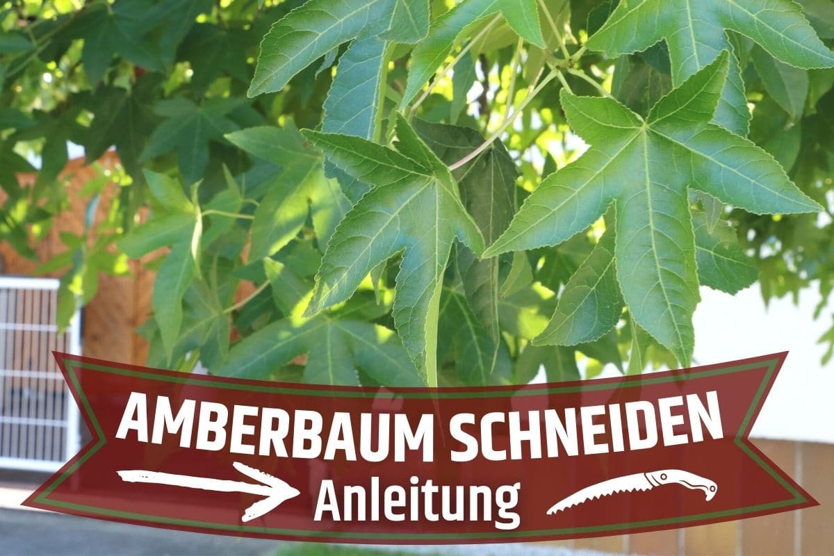 Amberbaum schneiden - Amerikanischer Amberbaum