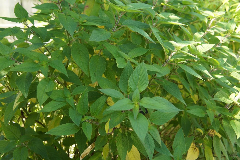 Ananassalbei, Salvia elegans, Salvia rutilans