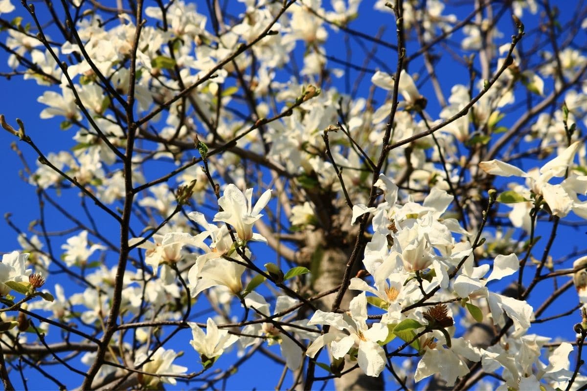 Baum-Magnolie (Magnolia kobus)