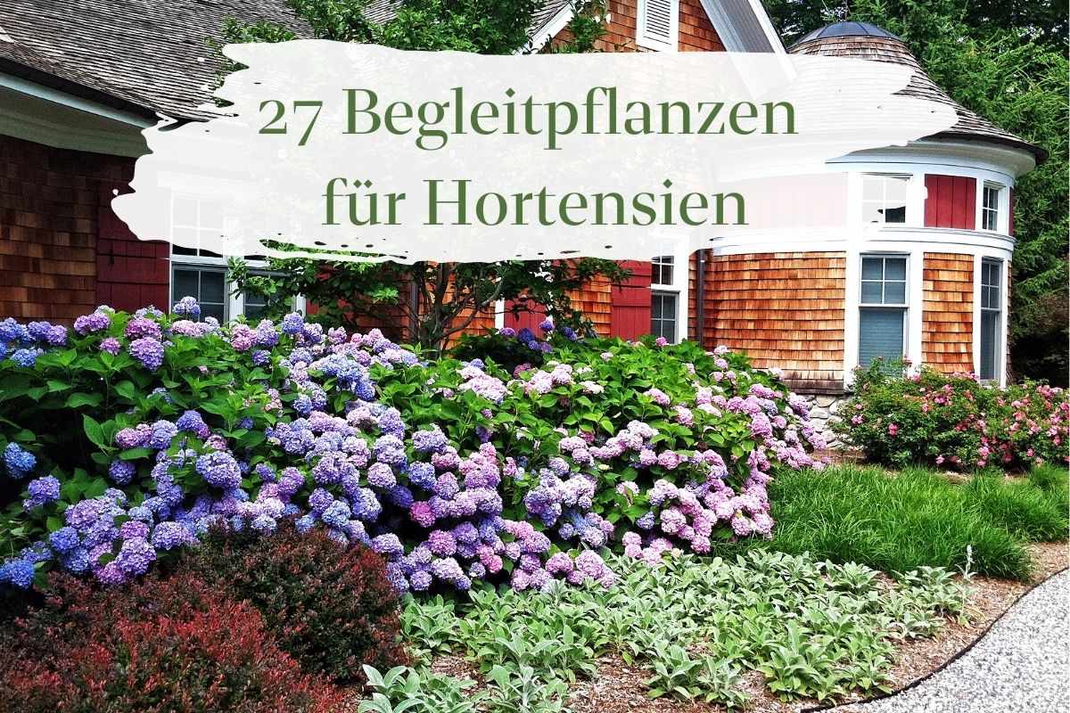 Begleitpflanzen für Hortensien