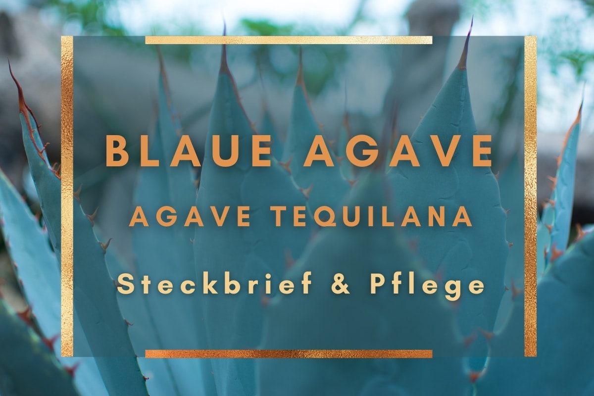 Blaue Agave, Agave tequilana: Steckbrief & Pflege - Titelbild
