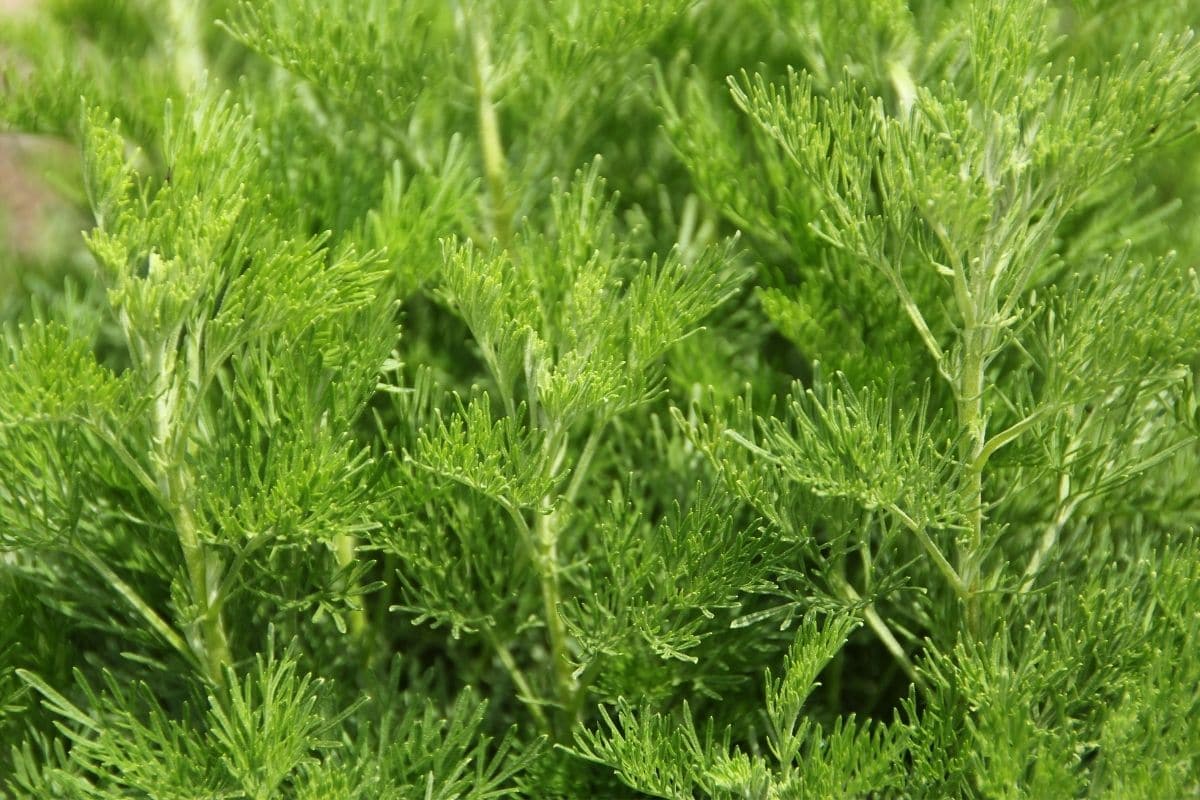 Colakraut (Artemisia abrotanum)