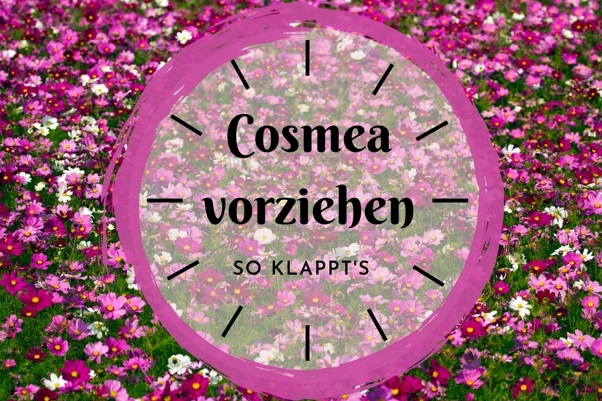 Cosmea vorziehen in 7 Schritten - Titelbild