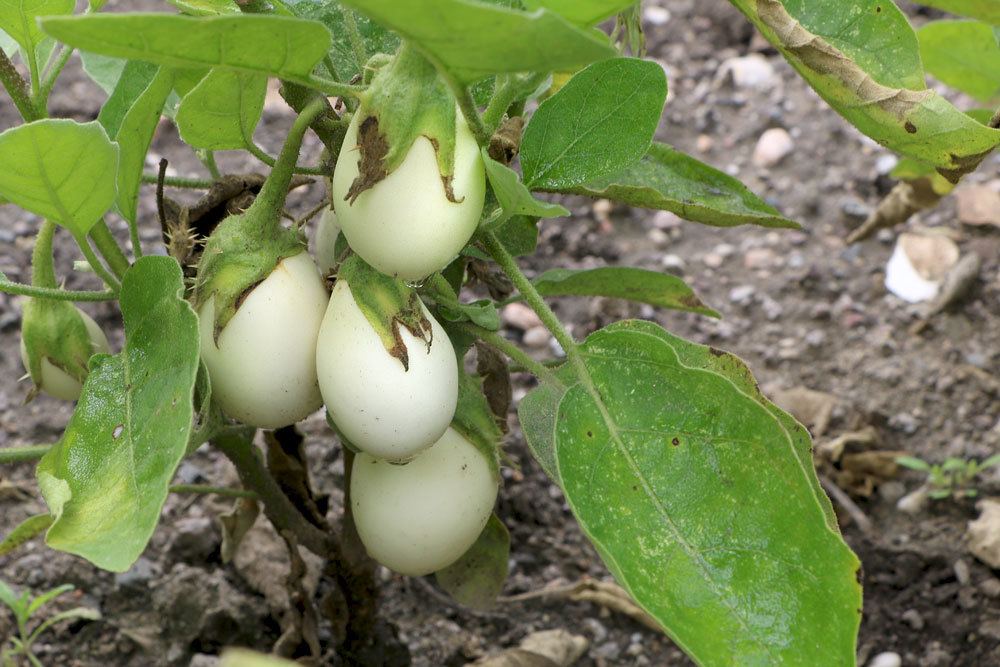 Eierbaum, Solanum melongena richtig pflegen