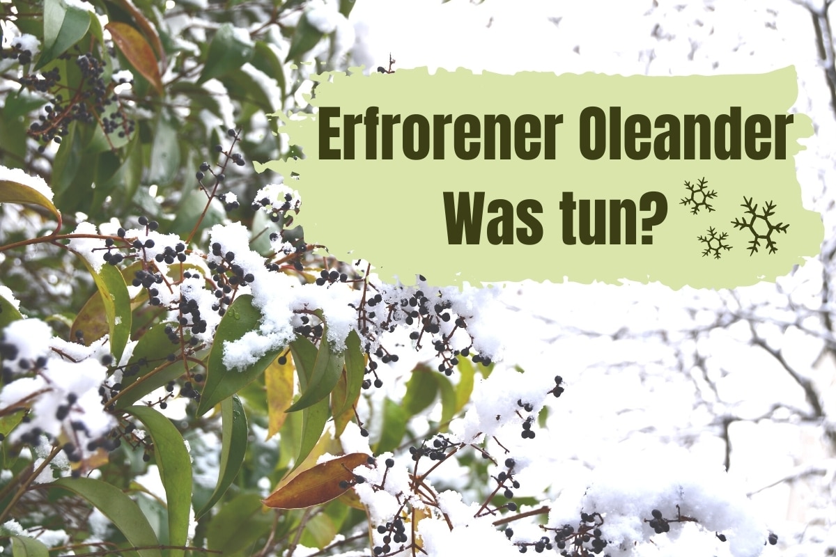 Was tun, wenn Oleander erfroren ist?