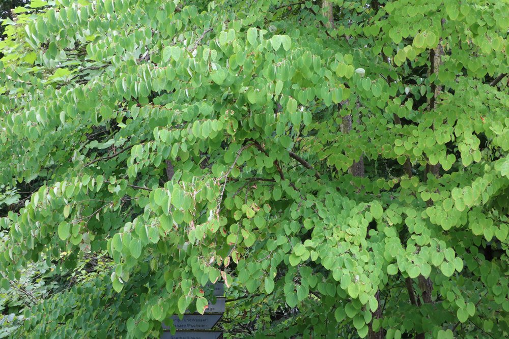 Japanischer Kuchenbaum, Lebkuchenbaum, Cercidiphyllum japonicum
