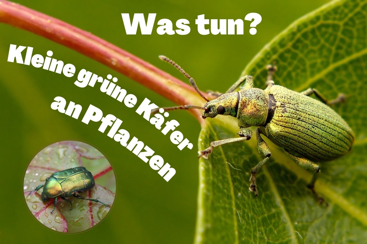 Kleine grüne Tiere/Käfer an Pflanzen: was tun? Titelbild