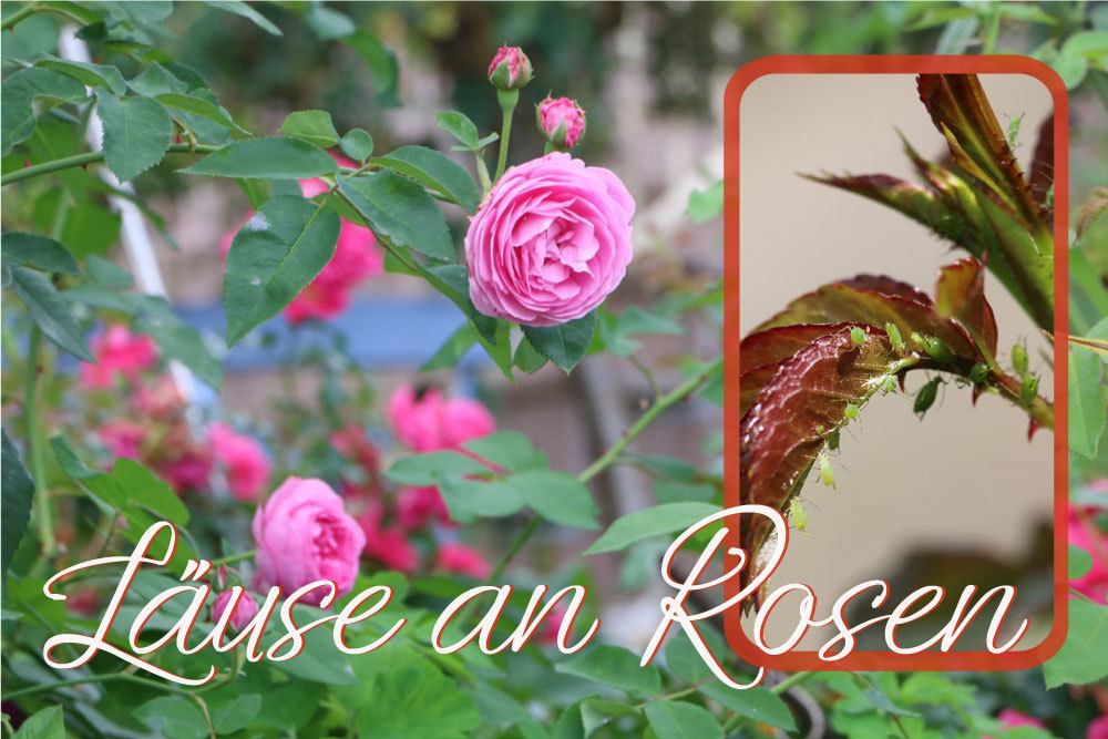 Läuse an Rosen