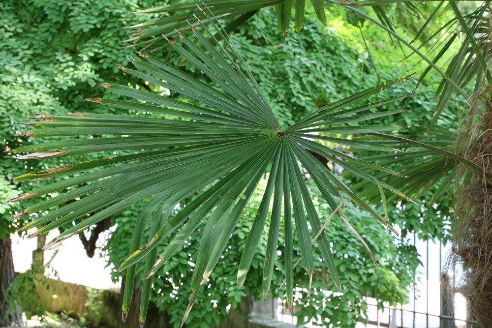 Trachycarpus fortunei, Chinesische Hanfpalme