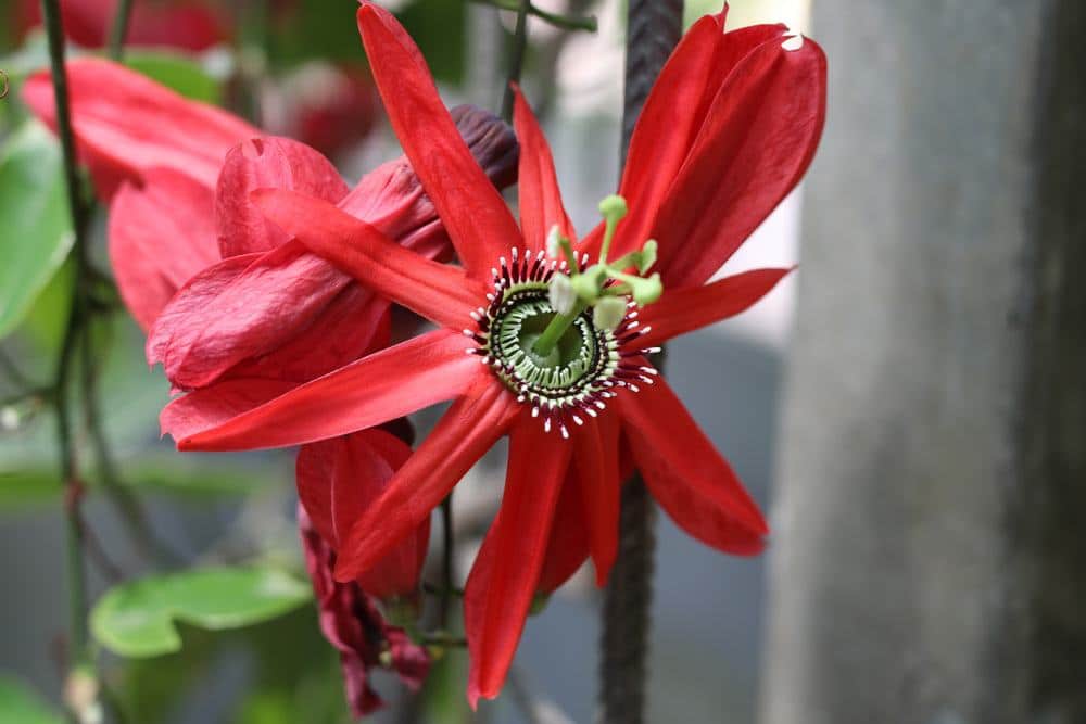 Passionsblume - Passiflora racemosa