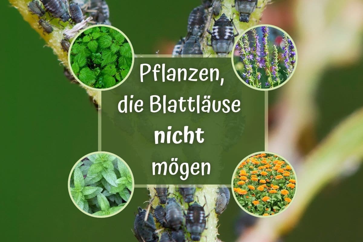 16 Pflanzen, die Blattläuse nicht mögen - Titelbild