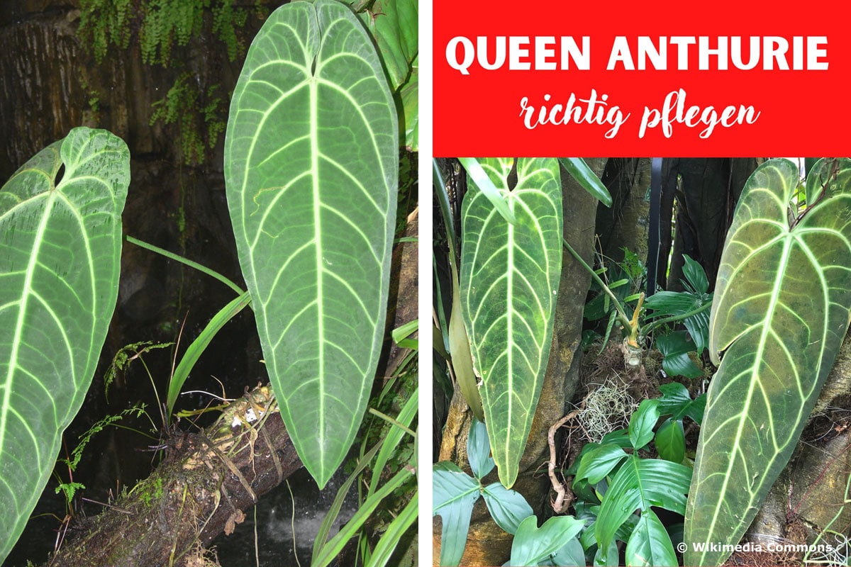 Queen Anthurie (Anthurium warocqueanum)