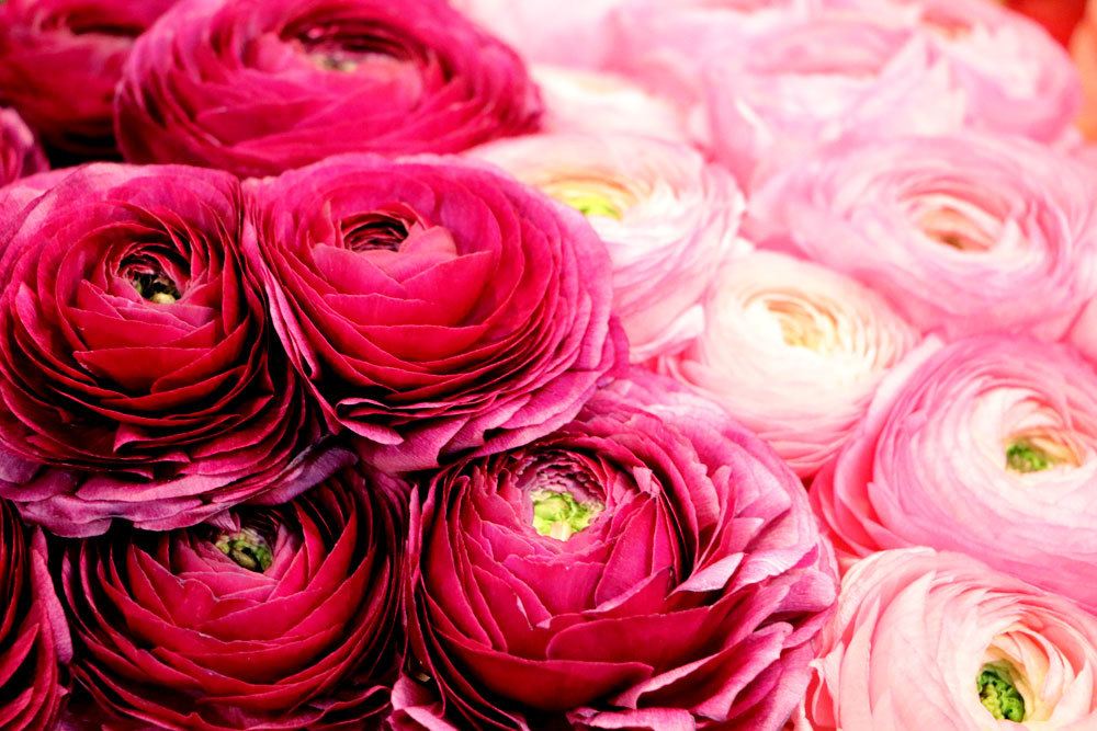 Ranunkel mit rosa Blüten