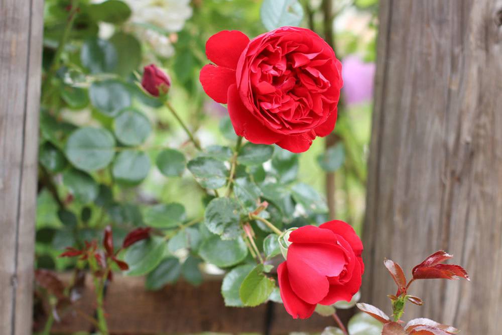 rot-blühende Rose
