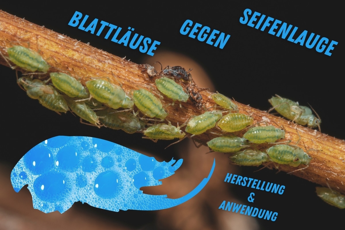 Seifenlauge gegen Blattläuse herstellen und anwenden - Titelbild