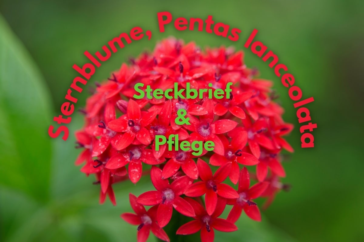 Sternblume, Pentas lanceolata: Steckbrief & Pflege - Titelbild