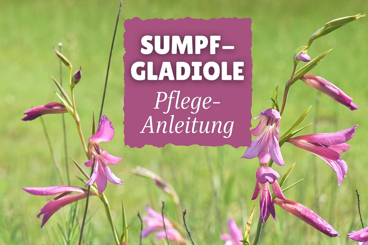 Sumpf-Gladiole (Gladiolus palustris)