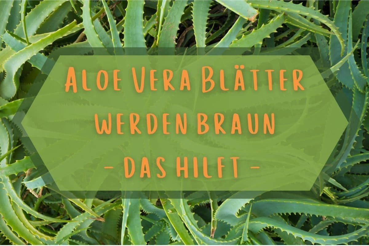Aloe Vera Blätter werden braun - Titel