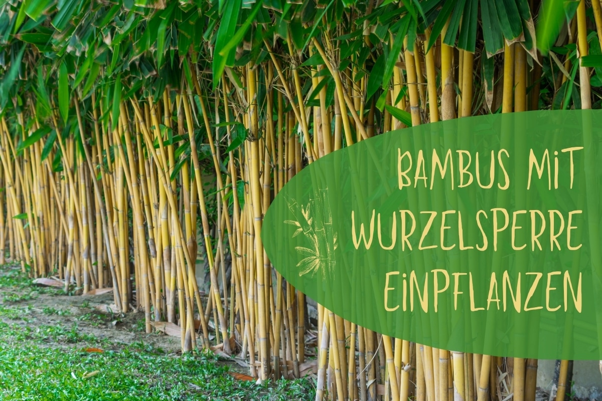 Bambus mit Wurzelsperre pflanzen - Titel