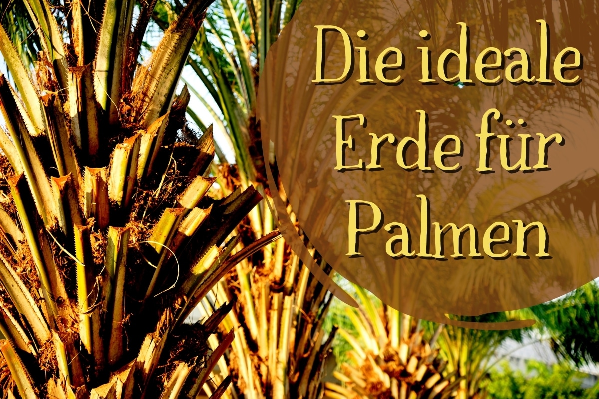 die ideale Erde für Palmen - Titel