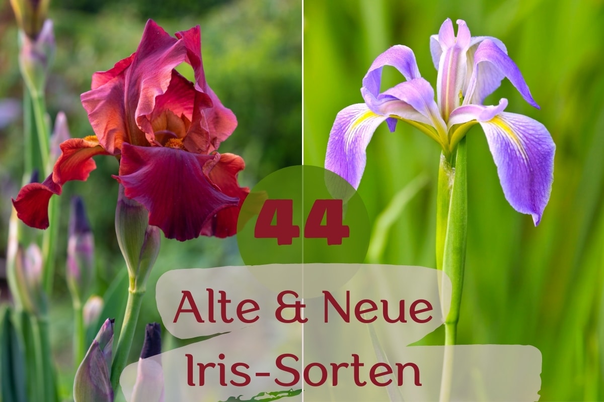 Iris-Sorten - Titel