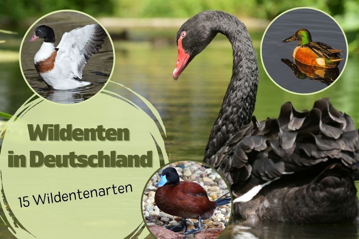 Titelbild: Wildentenarten in Deutschland: 15 Wildentenarten