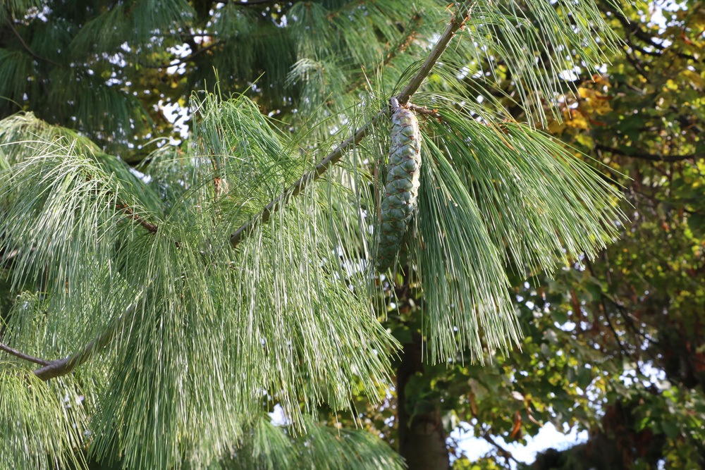 Tränen-Kiefer - Pinus wallichiana