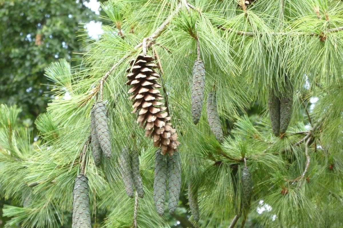 Weymouth-Kiefer (Pinus strobus)