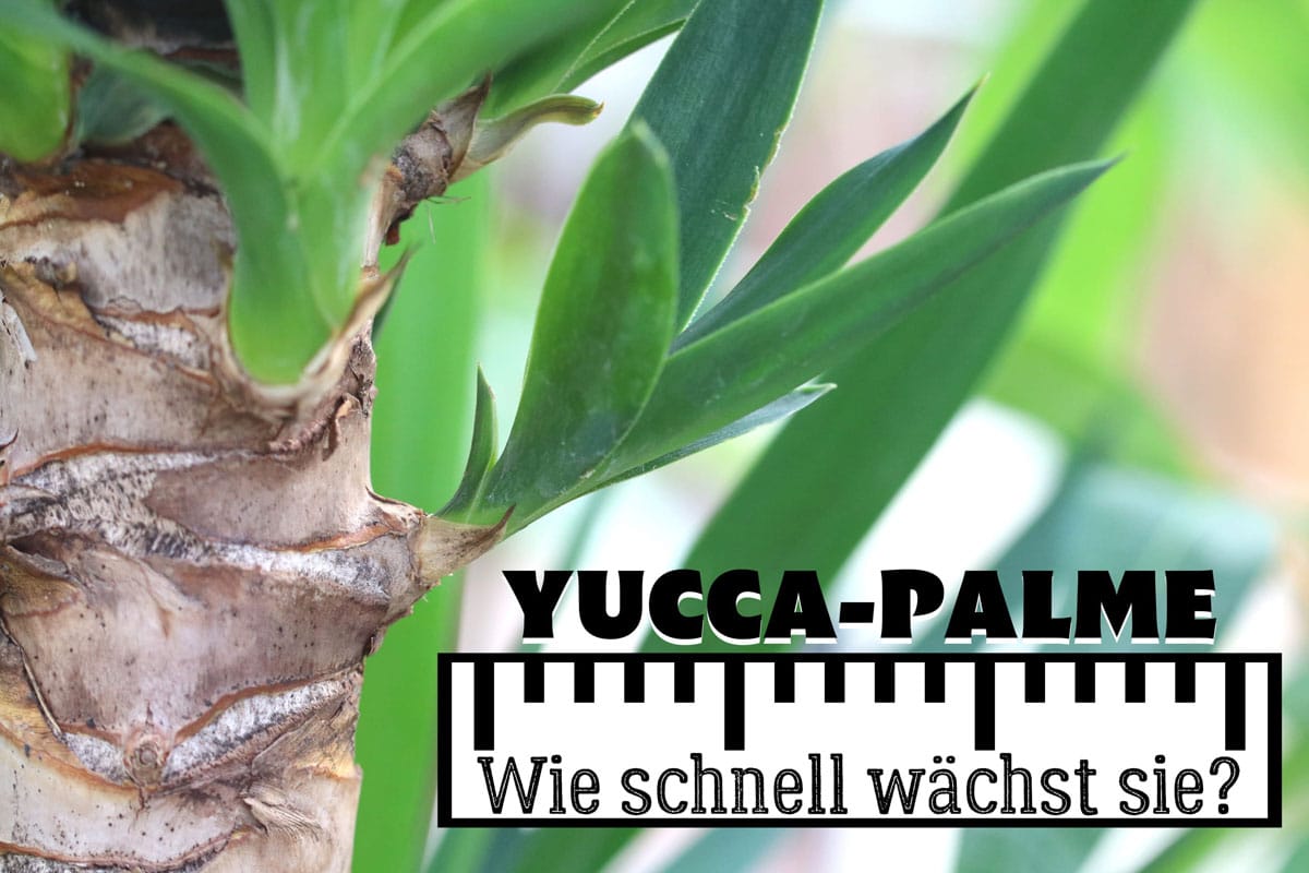 Yucca-Palme - Wachstum mit Maßband