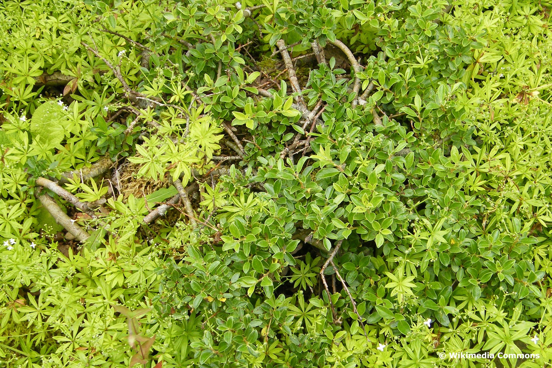 Zwergweide (Salix arbuscula)
